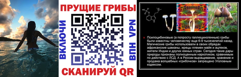 Купить  Балей  Псилоцибиновые грибы мицелий 